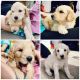 Goldendoodle Puppies for sale in Littleton, CO, USA. price: NA