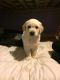 Goldendoodle Puppies for sale in Worcester, MA, USA. price: $500