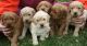 Goldendoodle Puppies for sale in Chula Vista, CA, USA. price: NA