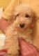 Goldendoodle Puppies for sale in Berkeley, CA, USA. price: NA