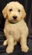 Goldendoodle Puppies for sale in Santa Clarita, CA, USA. price: $700