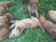 Goldendoodle Puppies for sale in Carson City, NV, USA. price: NA