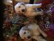 Goldendoodle Puppies for sale in Oxnard, CA, USA. price: NA