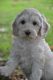 Goldendoodle Puppies for sale in Jaffrey, NH 03452, USA. price: NA