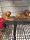 Goldendoodle Puppies for sale in Santa Rosa, CA, USA. price: NA