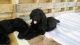 Goldendoodle Puppies for sale in Aptos, CA 95003, USA. price: NA