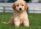 Goldendoodle Puppies for sale in Rochester, NY, USA. price: NA