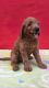 Goldendoodle Puppies for sale in Tampa, FL, USA. price: $1,500