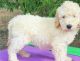 Goldendoodle Puppies for sale in San Francisco, CA, USA. price: NA