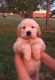 Goldendoodle Puppies for sale in Monticello, IN 47960, USA. price: NA