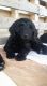 Goldendoodle Puppies for sale in Baywood-Los Osos, CA 93402, USA. price: NA