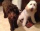 Goldendoodle Puppies for sale in Burbank, CA, USA. price: NA