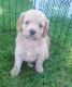 Goldendoodle Puppies for sale in 527 Tanview Dr, Oxford, MI 48371, USA. price: NA