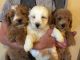 Goldendoodle Puppies for sale in Gurnee, IL, USA. price: NA