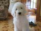 Goldendoodle Puppies for sale in Appleton, WI, USA. price: NA