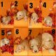 Goldendoodle Puppies for sale in Thornton, CO, USA. price: NA