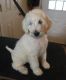 Goldendoodle Puppies for sale in Fort Worth, TX, USA. price: $1,500