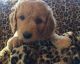 Goldendoodle Puppies for sale in Troutville, VA 24175, USA. price: NA