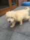 Goldendoodle Puppies for sale in Minnesota St, St Paul, MN 55101, USA. price: NA