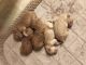 Goldendoodle Puppies for sale in Cleveland, OH, USA. price: $950