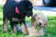Goldendoodle Puppies for sale in Boston, MA, USA. price: NA