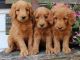 Goldendoodle Puppies for sale in Indianapolis, IN, USA. price: $400