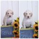 Goldendoodle Puppies for sale in Waverly, WV 26184, USA. price: NA