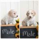 Goldendoodle Puppies for sale in Waverly, WV 26184, USA. price: NA