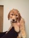 Goldendoodle Puppies for sale in Denver, CO, USA. price: NA