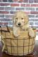 Goldendoodle Puppies for sale in Aurora, IL 60506, USA. price: NA