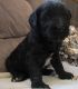 Goldendoodle Puppies for sale in Pickford Township, MI, USA. price: NA