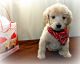 Goldendoodle Puppies for sale in Dixon, IL 61021, USA. price: $1,000