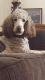 Goldendoodle Puppies for sale in Commerce Charter Twp, MI, USA. price: NA