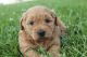 Goldendoodle Puppies for sale in Colorado Blvd, Denver, CO, USA. price: NA