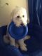 Goldendoodle Puppies for sale in NC-54, Burlington, NC 27215, USA. price: NA