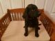 Goldendoodle Puppies for sale in Lenexa, KS, USA. price: $900