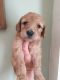 Goldendoodle Puppies for sale in California Ave, South Gate, CA 90280, USA. price: NA
