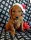 Goldendoodle Puppies for sale in Grabill, IN 46741, USA. price: NA