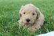 Goldendoodle Puppies for sale in Castle Pines, CO 80108, USA. price: NA
