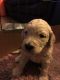Goldendoodle Puppies for sale in Court Pl, Denver, CO, USA. price: NA