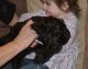 Goldendoodle Puppies for sale in Elko New Market, MN 55054, USA. price: NA