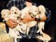 Goldendoodle Puppies for sale in McDonough, GA, USA. price: NA
