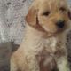 Goldendoodle Puppies for sale in Canton, OH, USA. price: NA