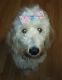 Goldendoodle Puppies for sale in Belleville, MI 48111, USA. price: NA