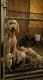Goldendoodle Puppies for sale in Hartville, OH 44632, USA. price: $800