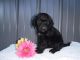 Goldendoodle Puppies for sale in California St, San Francisco, CA, USA. price: NA