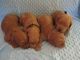 Goldendoodle Puppies for sale in Holland, MI 49423, USA. price: NA