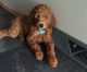 Goldendoodle Puppies for sale in Janesville, WI, USA. price: $1,600
