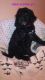 Goldendoodle Puppies for sale in Antigo, WI 54409, USA. price: $850