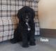 Goldendoodle Puppies for sale in Millersburg, OH 44654, USA. price: NA